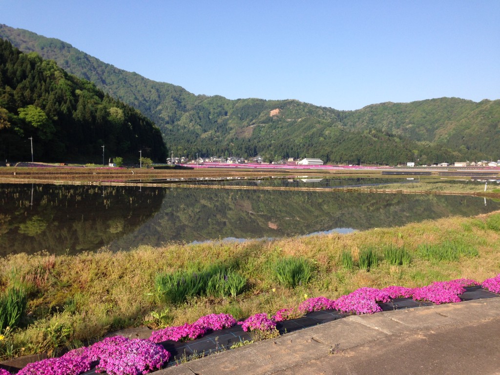 福井県大野市乾側の芝桜